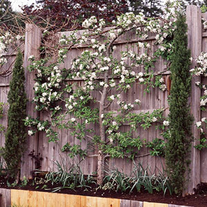 trees for small urban gardens
