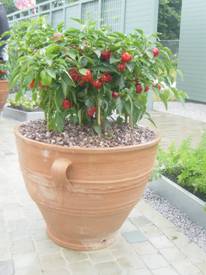 grow your own in containers